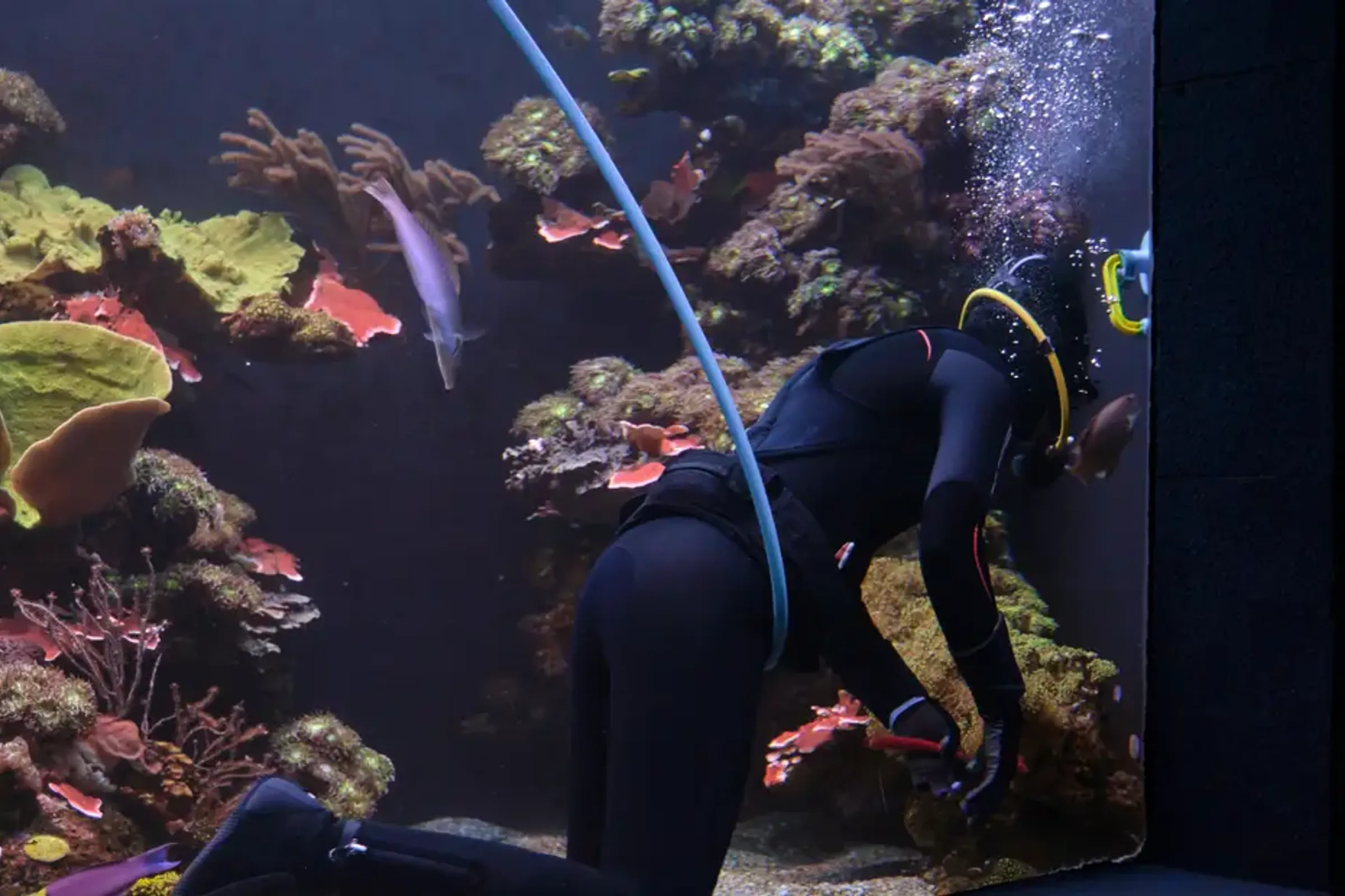 Dubai Aquarium and Underwater Zoo